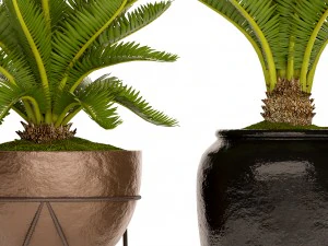 palmeira cycas Modelo 3D