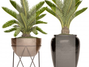 cycas palm tree Model 3D