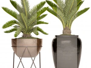 palmeira cycas Modelo 3D