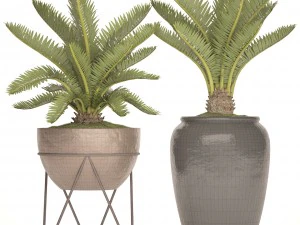 palmeira cycas Modelo 3D