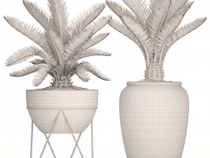 cycas palm tree Model 3D