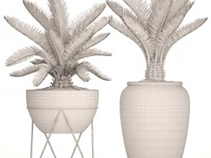 palmeira cycas Modelo 3D