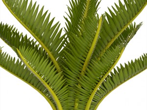 cycas palm tree Model 3D