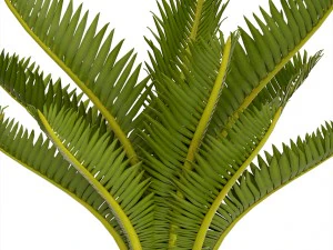 palmeira cycas Modelo 3D