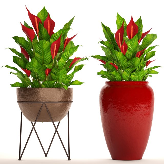 spathiphyllum red Model 3D .c4d .max .obj .3ds .fbx .stl .blend 