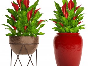 spathiphyllum red 3D Model
