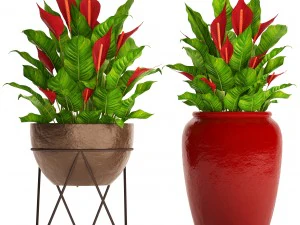 spathiphyllum vermelho Modelo 3D
