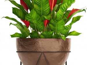 spathiphyllum red Model 3D