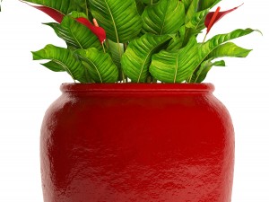 spathiphyllum red Model 3D