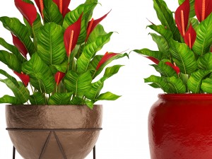 spathiphyllum red Model 3D