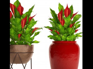 spathiphyllum red Model 3D