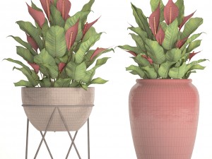 spathiphyllum red Model 3D