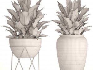 spathiphyllum red Model 3D