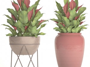 spathiphyllum red Model 3D