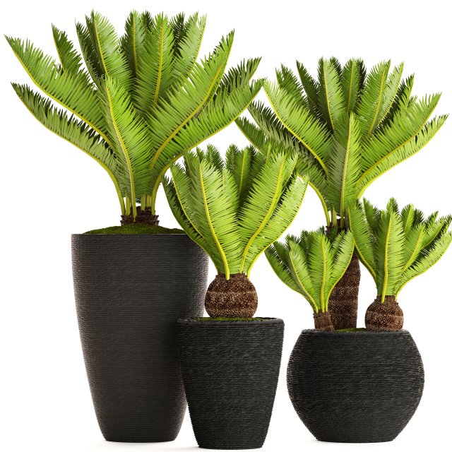 cycas palm tree 3D Model .c4d .max .obj .3ds .fbx .stl .blend 
