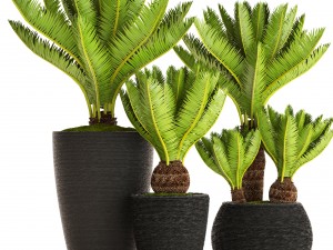 cycas palm tree 3D मॉडल