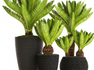 palmera cycas Modelo 3D