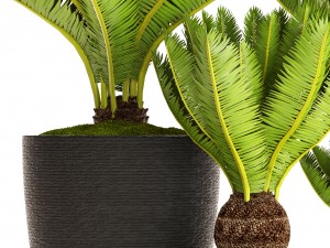 cycas palm tree 3D Model