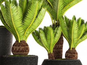 cycas palm tree 3D Model