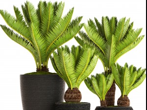 cycas palm tree 3D Model
