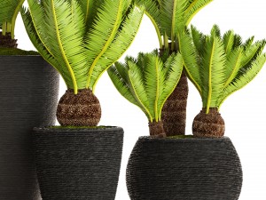 cycas palm tree 3D Model