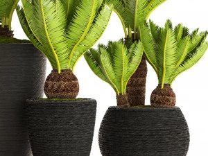 cycas palm tree 3D Model