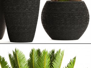 cycas palm tree 3D Model