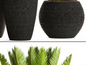 cycas palm tree 3D Model