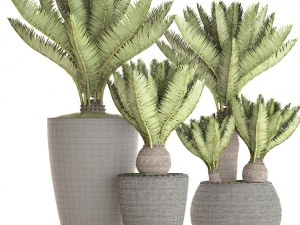 cycas palm tree 3D Model