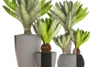 cycas palm tree 3D Model