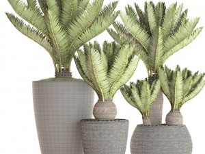 cycas palm tree 3D Model
