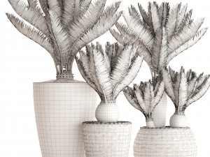 cycas palm tree 3D Model