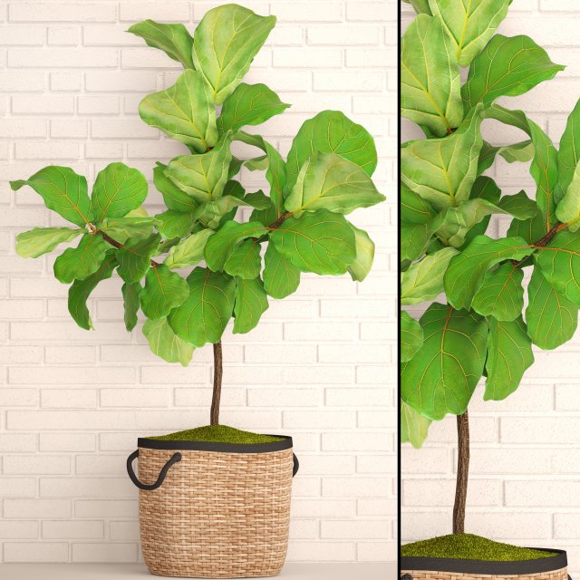ficus lyrata trees 3D Model .c4d .max .obj .3ds .fbx .stl .blend 