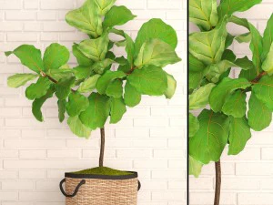 फ़िकस लिराटा के पेड़ 3D मॉडल