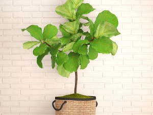 ficus lyrata trees 3D Model