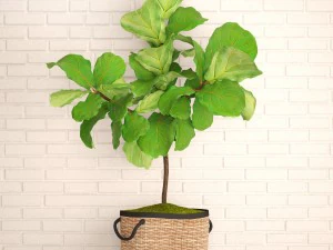 ficus lyrata trees 3D Model