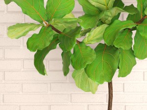 ficus lyrata trees 3D Model