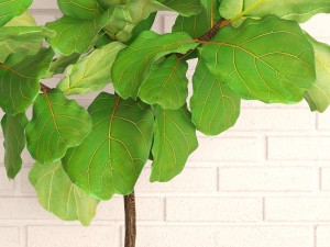 ficus lyrata trees 3D Model