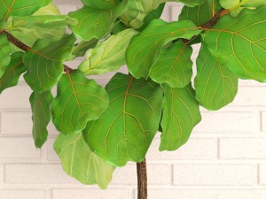 ficus lyrata trees 3D Model