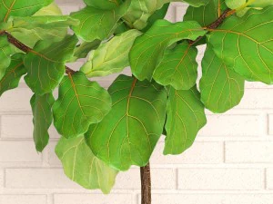 ficus lyrata trees 3D Model
