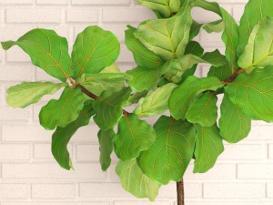 ficus lyrata trees 3D Model