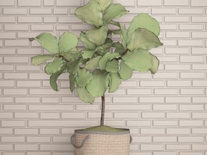 ficus lyrata trees 3D Model
