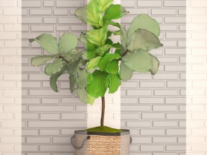 ficus lyrata trees 3D Model