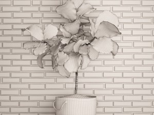 ficus lyrata trees 3D Model