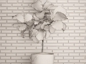 ficus lyrata trees 3D Model