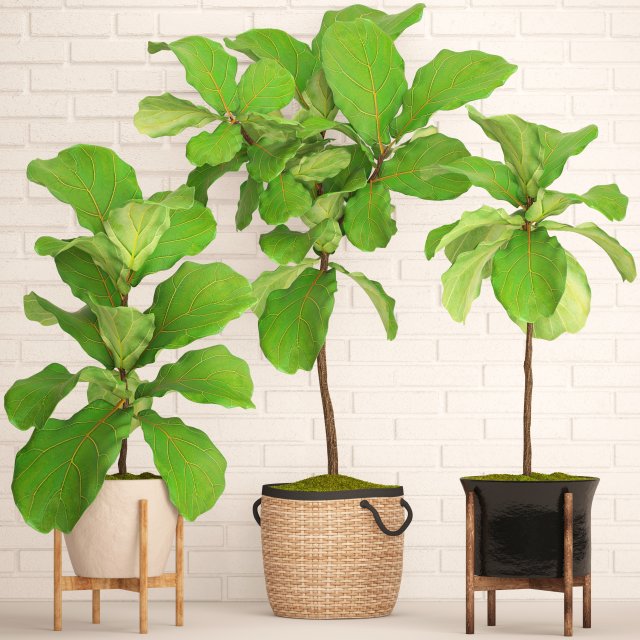 ficus lyrata trees collection Modelo 3D .c4d .max .obj .3ds .fbx .stl .blend 