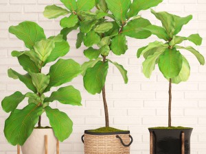 ficus lyrata trees collection Modelo 3D
