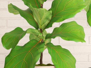 ficus lyrata trees collection Modelo 3D