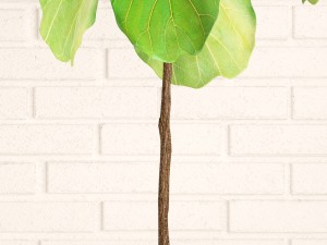 ficus lyrata trees collection Modelo 3D