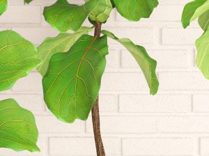 ficus lyrata trees collection Modelo 3D
